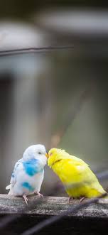 We did not find results for: 1125x2436 Love Birds 4k Iphone Xs Iphone 10 Iphone X Hd 4k Wallpapers Images Backgrounds Photos And Pictures