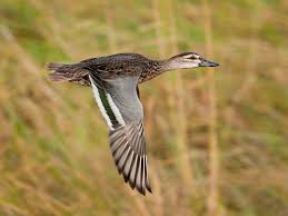 Image result for Garganey Teal 1973 GM