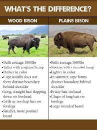 Wood Bison Restoration Awcc Buffalo Animal Native American Animals American Bison