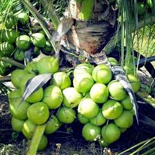 Bagi kelapa matag dengan jarak tanaman 8.1m x 8.1m memberikan kepadatan 178 pokok sehektar. Fertilizer For Coconut Baja Untuk Pokok Kelapa Matag Pandan Dll Subur Akar Buah Lengkap Shopee Malaysia
