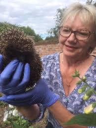 Meet the woman who is doing everything she can to protect hedgehogs