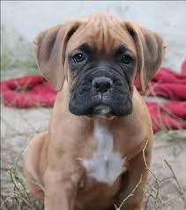 Top 100 Boy Boxer Puppy Name Ideas Boxer Puppy Puppy Names Boxer Dogs