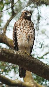 Birds That Start With R Red Shouldered Hawk Hawk Bird Birds Pet Birds