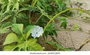Image result for Ipomoea pes-tigridis