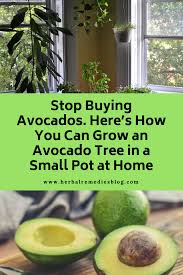 Potassium Nutrients Including Avocados Benefits Avocados Vitamins Vitamin Content Bananas Vi Growing An Avocado Tree Grow Avocado Cold Home Remedies