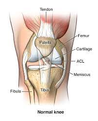 It is also known as articular ligament, articular larua, fibrous ligament, or true ligament. Knee Ligament Repair Johns Hopkins Medicine
