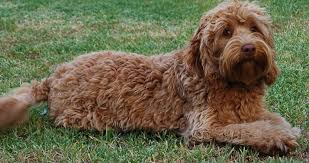 Vip puppies works with responsible labradoodle breeders across the usa. Labradoodle Dog Breed Information