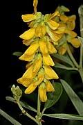 Image result for Eriosema psoraleoides