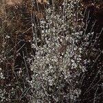 Image result for Retama monosperma