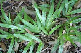 Image result for Axonopus