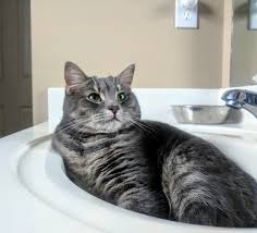 hopper likes to sleep in the sink and