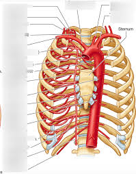 In mammals, the parts that make up the thorax are the sternum, the thoracic vertebrae and the ribs. Vasculature Of Thorax Diagram Quizlet