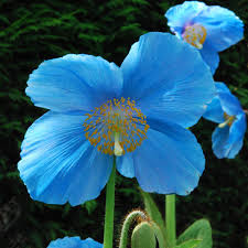On jul 31, 2005, weezingreens from seward, ak (zone 3b) wrote: Meconopsis Lingholm Ex Grandis Seeds Blue Poppy Himalayan Poppy Fertile Blue Group Plant World Seeds