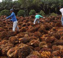 Sime darby plantation berhad entity with fitch analyst adjusted financials as featured on fitch ratings. Sime Darby Chain Reaction Research Sustainability Risk Analysis
