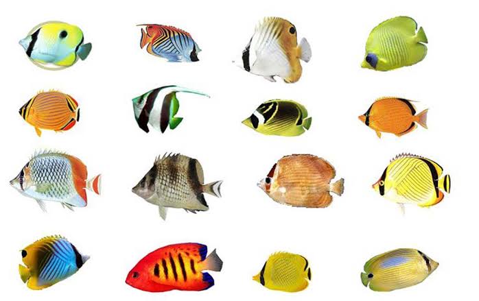 What Are the Predators of Butterflyfish - hygger