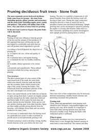 Liquidamber styraciflua or the 'american sweetgum' is a fantastically tall and shady tree and has become possibly. Calameo Pruning Stone Fruit Trees