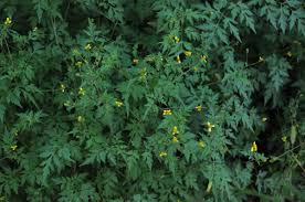 Image result for Bidens sp.no.1