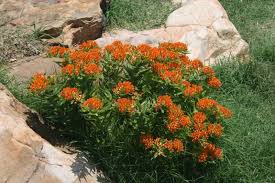 Pin On Perennials Showy Flowers