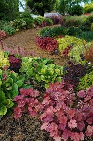 What A Beautiful Garden Pathway Full Of Coral Bells Bergenia 2 Flickr Photo Sharing Shade Plants Shade Garden Design Shade Garden