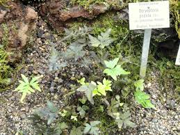 Image result for Sinopteridaceae