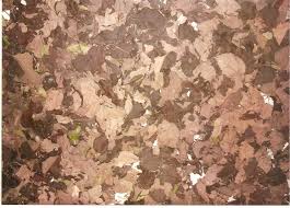 Image result for Phragmanthera