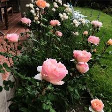 Princesse charlène de monaco rose. Princess Charlene Of Monaco Super Fragrant Rosy Surprise