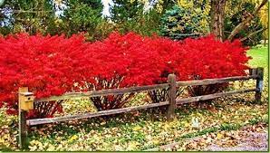 Burning Bush Hedging With Low Fence On The Outside Garden Shrubs Landscaping Plants Backyard Plants