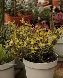 Image result for Orbea rogersii