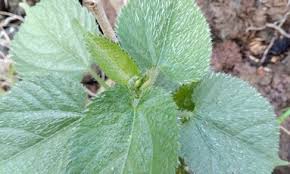 Image result for Tragia brevipes-benthamii-okanyu