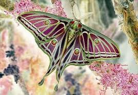 Moreldaniel71 has uploaded 161 photos to flickr. Spanish Moon Moth Moon Moth Moth Moth Tattoo