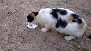 Yogurt Yiyen Kedi Youtube