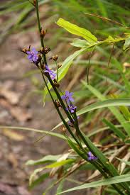Image result for Aristea ecklonii