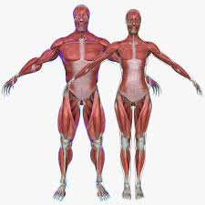 3d Model Muscle Anatomy Medical Edition Muscle Anatomy 3d Muscle Anatomy Anatomy