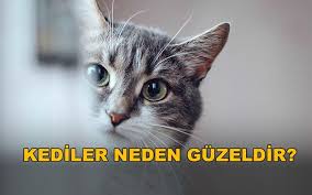 kediler neden guzeldir ebru erdemoglu kedici kedi kultur dergisi