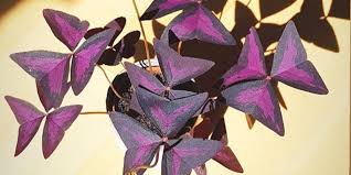 Decora y aprende como cuidar tu plantas con mygarden.com.co whatsapp 3132487715. La Planta Mariposa Que Nos Tiene Enamoradas Es Hermosa Y Facil De Cuidar Revista Cosmopolitan
