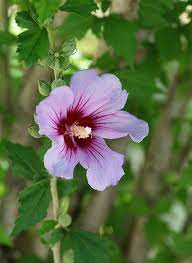 25 Seeds Pack Hibiscus Syriacus Violet Korean Rose Of Sharon Syrian Ketmia Shrub Althea Rose Mallow Hardy Garden Flowering Rare Plant In 2021 Hibiscus Flower Drawing Rose Of Sharon Hibiscus Plant