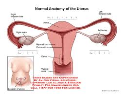 normal anatomy of the uterus