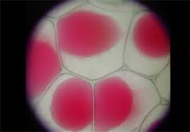 Plasmolysis Process Types And Examples Of Plasmolysis