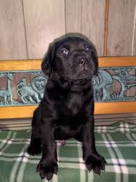 Uptown puppies offers a free puppy finder service that connects responsible, ethical breeders with responsible, ethical buyers in indiana. Akc Labrador Puppies For Sale In Bloomington Indiana