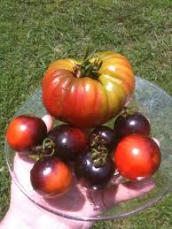 Check spelling or type a new query. Black Pineapple Tomato Aka Ananas Noire Verdict