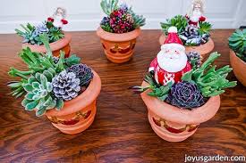 How To Make Christmas Succulent Arrangements In Pots Diy In 2020 Christmas Plants Succulent Arrangements Succulent Arrangements Diy