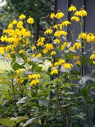 Image result for Rudbeckia
