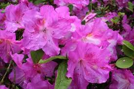 Image result for Rhododendron