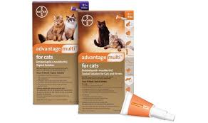 Cats will either get internal or external parasites. Advantage Multi For Cats Flea And Heartworm Prevention