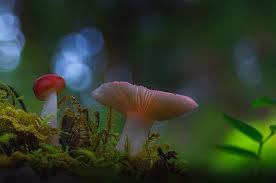 Image result for Russula sp
