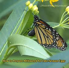 Prepare Milkweed Plants For Monarch Eggs Raise The Migration 2020 Milkweed Plant Monarch Butterfly Garden Milkweed
