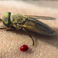 Biting Horse Flies Are Back Signaling Louisiana Marsh S Recovery From Bp Oil Disaster Environment Nola Com
