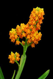 Image result for Polystachya vulcanica