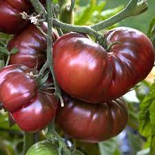 Tomato plant, black krim heirloom organic. Black Krim Tomato Dark Red Purple Fruit With Slight Green Shoulders And A Rich Smoky Salty Sweet Growing Organic Tomatoes Heirloom Vegetables Tomato Seeds