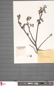 Image result for Helichrysum sulfureofuscum